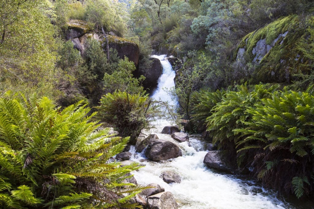 Ladies Bath Falls cascades down into a small pool surrounded by greenery and ferns.