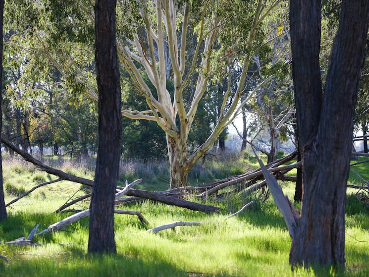 A bushland seen in the Baranduda Regional Park.