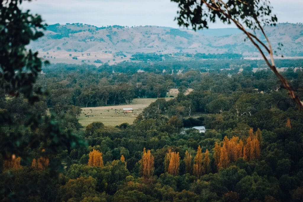 View looking towards Lake Hume from Eastern Hill lookout. A line of poplars follow the river and Lake Hume surrounded by rolling hills can be seen in the background.